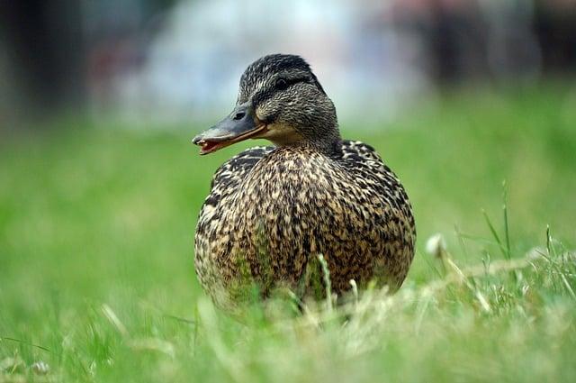 Pomluva Křížovka: Zábavný Kvíz o Právních Termínech