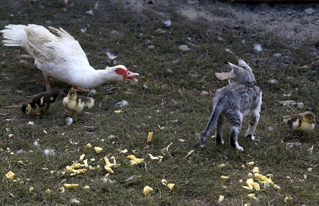 Doporučené kroky při konfrontaci s neoprávněným záborem